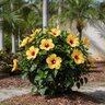 Hibiscus Rosa-Sinensis Hollywood Star Rico Suave Hollywood Tropical Hibiscus