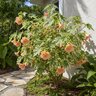 Abutilon pictum Mardi Gras Flowering Maple