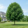 Acer Platanoides Emerald Lustre Norway Maple