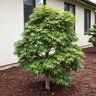 Acer palmatum Shishigashira Japanese Maple 200 gal. Container