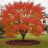 Acer Japonicum Aconitifolium Full Moon Maple