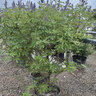 Vitex angus-castus Monstrose Purple Chastetree