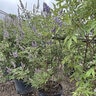 Vitex angus-castus Monstrose Purple Chastetree