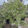 Vitex angus-castus Monstrose Purple Chastetree