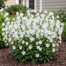 Campanula Persicifolia Alba Bellflower