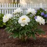 Paeonia Lactiflora Krinkled White Peony