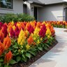 Celosia plumosa Fresh Look Mixture Cockscomb