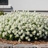 Iberis Sempervirens Purity Candytuft