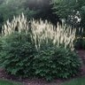 Actaea (Cimicifuga) Racemosa Bugbane
