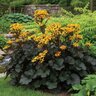 Ligularia Dentata Leopard Plant