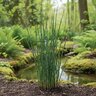 Equisetum Arvense Field Horsetail