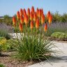 Kniphofia uvaria Echo Rojo Red Hot Poker