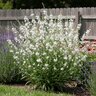 Oenothera (Gaura) lindheimeri Graceful White Gaura