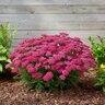 Achillea Millefolium Saucy Seduction Yarrow