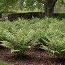 Athyrium X Branford Beauty Painted Fern