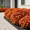 Coleus scutellarioides ChargedUp Inferno Coleus