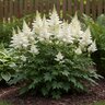 Astilbe X Arendsii Diamond Astilbe