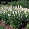 Liatris Spicata Alba Gayfeather