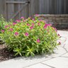 Oenothera Kunthiana Glowing Magenta Sundrops