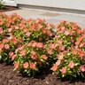 Impatiens X Hybrida SunPatiens Spreading Variegated Salmon New Guinea Impatiens