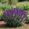 Salvia guaranitica Purple & Bloom Anise-Scented Sage