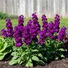 Matthiola Incana Mime Stock