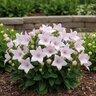 Platycodon Grandiflorus Astra Pink Balloon Flower