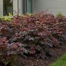 Astilbe Chinensis Mighty Chocolate Cherry Chinese Astilbe