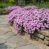 Dianthus Gratianopolitanus Baths Pink Pinks