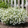 Lobelia erinus Techno Upright White Lobelia