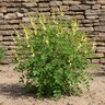 Baptisia Tinctoria Wild Indigo
