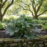 Helleborus X Glandorfensis HGC Ice N' Roses Early Red Lenten Rose