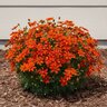 Anacis (Coreopsis) verticillata Sizzle & Spice Crazy Cayenne Threadleaf Tickseed