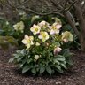 Helleborus X Glandorfensis HGC Ice N' Roses Frosted Rose Lenten Rose