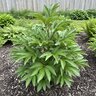 Paeonia Lactiflora Purple Spider Peony