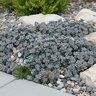 X Sedoro SunSparkler Blue Elf Stonecrop