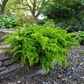 Adiantum Capillus-Veneris Maidenhair Fern