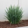 Dianella X Clarity Blue Flax Lily
