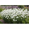 Achillea ptarmica Marshmallow Sneezewort