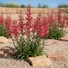 Penstemon barbatus Coral Baby Beardtongue