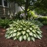 Hosta X Hans Plantain Lily
