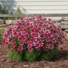 Anacis (Coreopsis) verticillata Sizzle & Spice Zesty Zinger Threadleaf Tickseed
