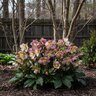 Helleborus x iburgensis HGC Ice N' Roses Mindy Marble Lenten Rose