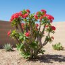 Euphorbia Milii Karola Crown Of Thorns