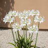 Amaryllis Belladonna Alba Jersey Lily