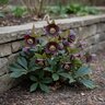 Helleborus X Winter Jewels Black Diamond Lenten Rose