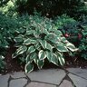 Hosta Antioch Plantain Lily