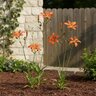 Belamcanda Chinensis Blackberry Lily