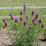 Dalea purpurea Purple Prairie Clover