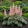Acanthus mollis Tasmanian Angel Bear's Breeches